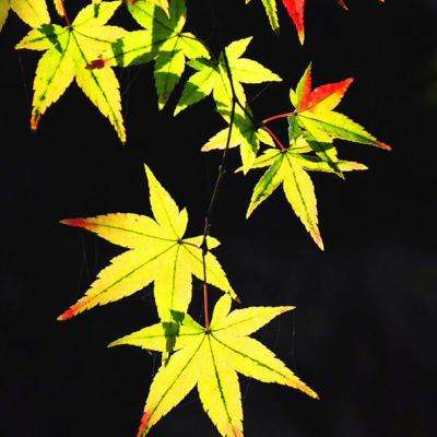 苍云凌剑诀手游